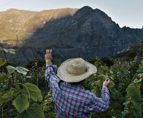 Ein Weinbauer begutachtet die Reben an seinem Weinberg in Cilaos.