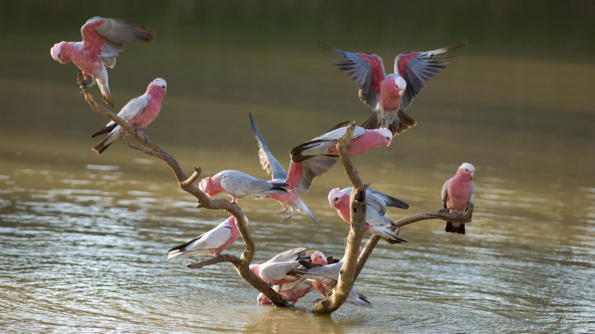 Eine laute Gesellschaft