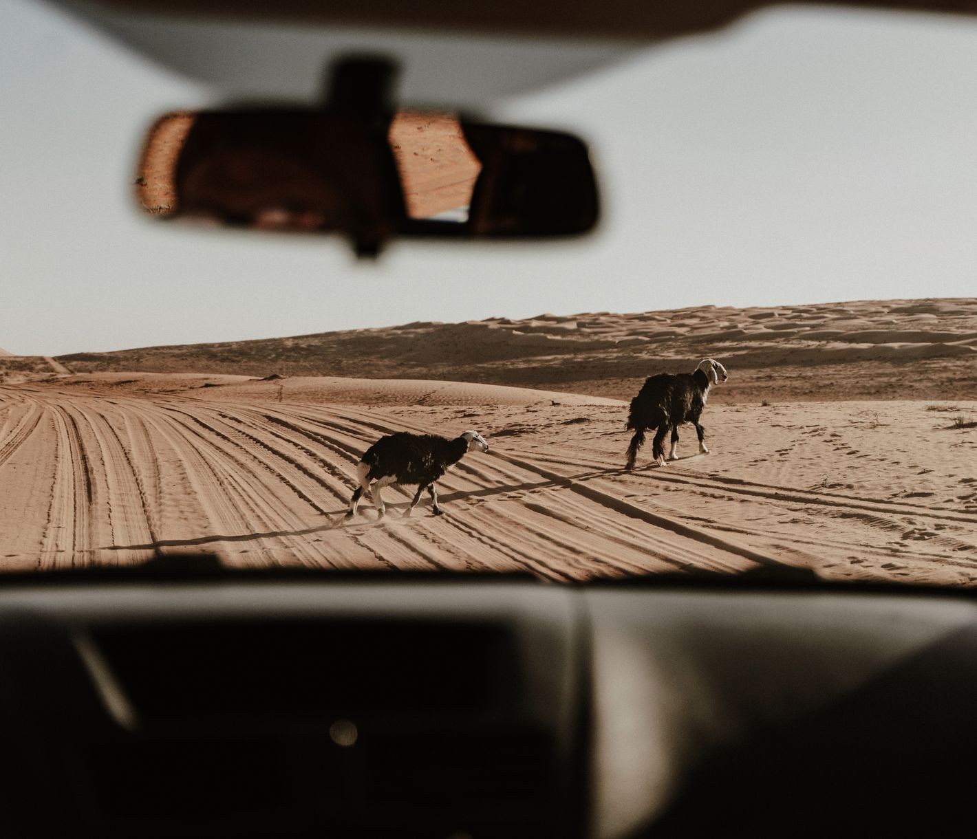 Mit dem Geländewagen durch die Wahiba Sands – Wüste, Weite und Überraschungen