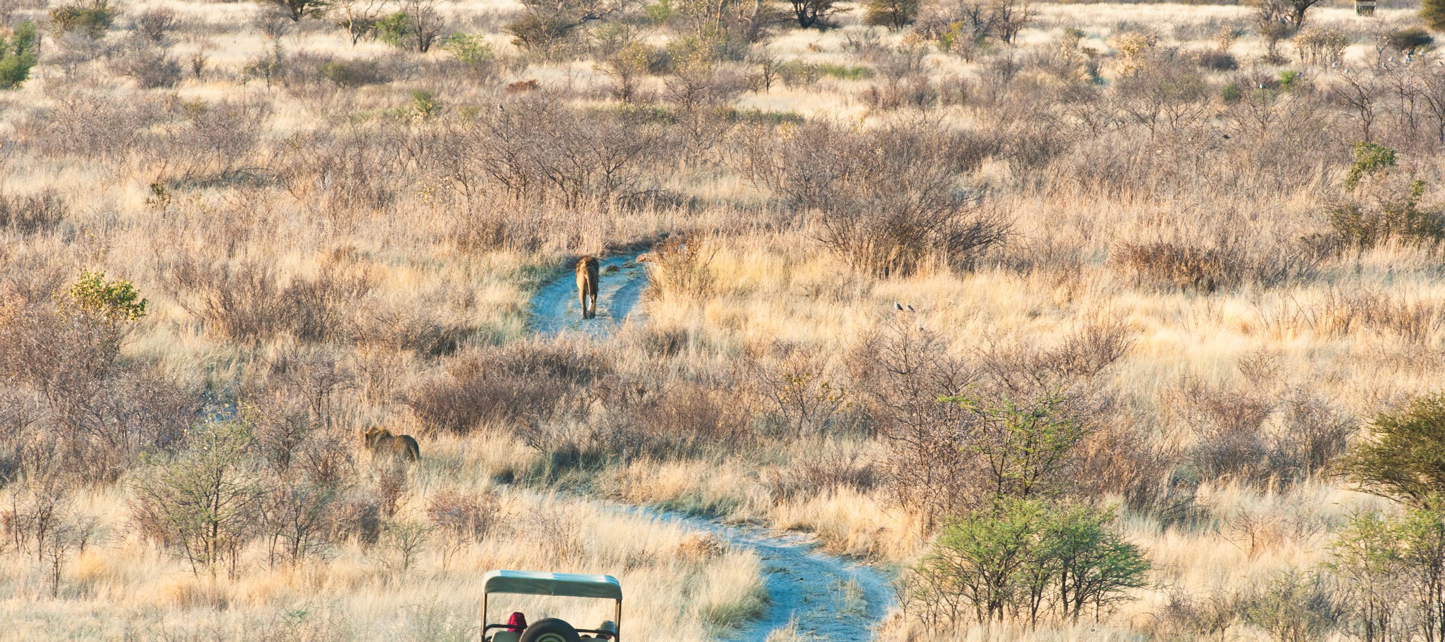 Fahrzeug auf sandiger Piste verfolgt spazierende Löwen