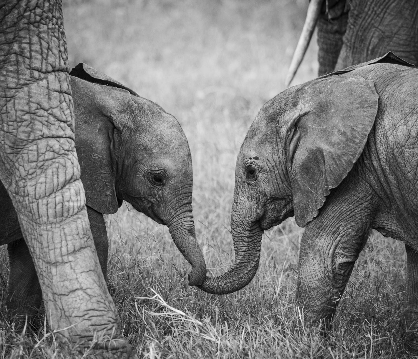 Geschwister-Liebe unter Elefanten-Babys