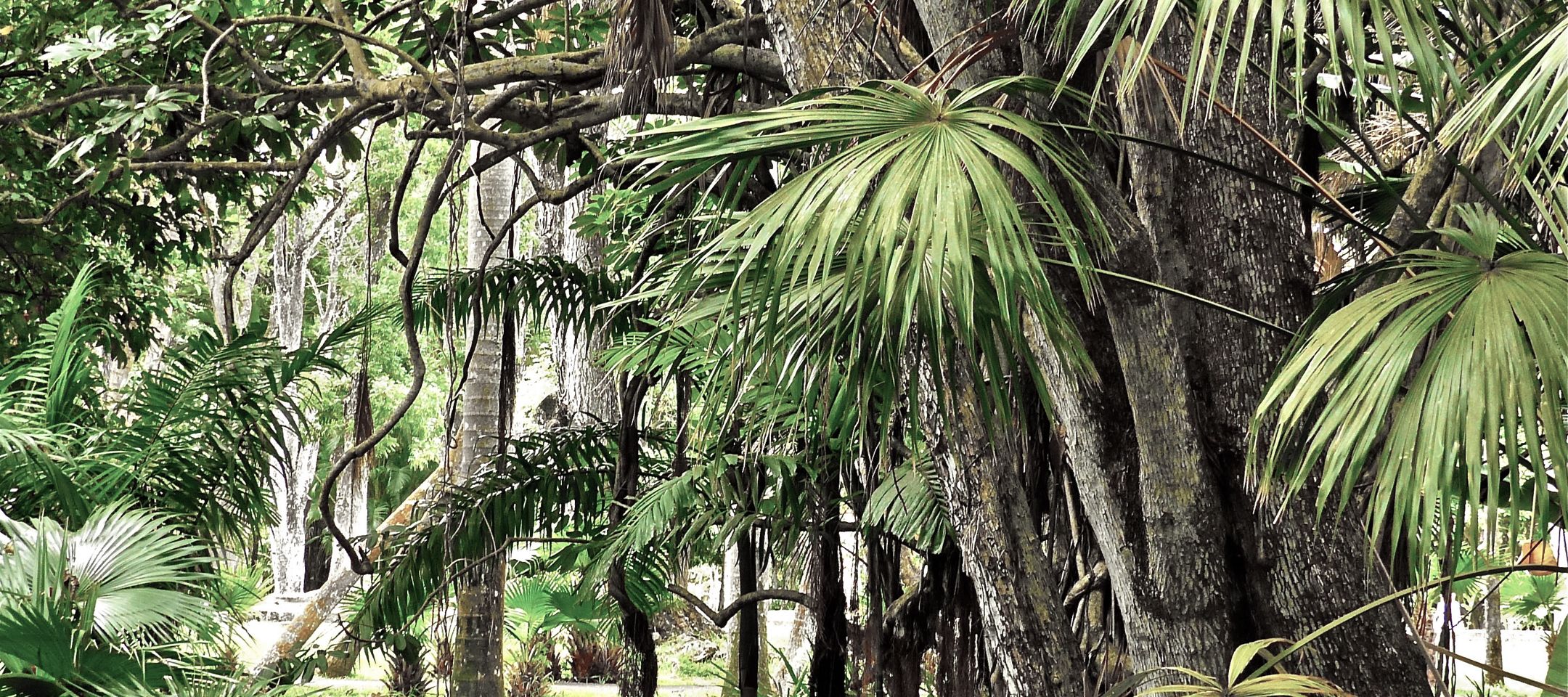 Satte Farbtöne im Botanischen Garten von Pamplemousses