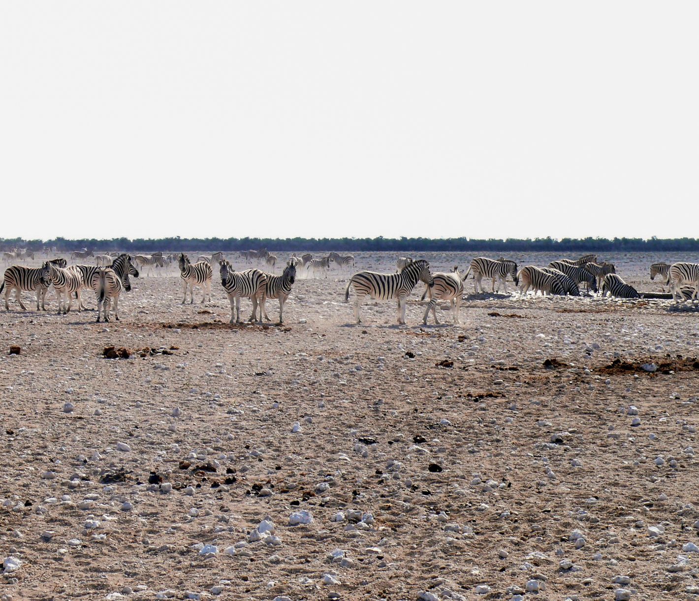 Zebras am Wasserloch: Einige von ihnen halten Ausschau nach möglichen Raubtieren.