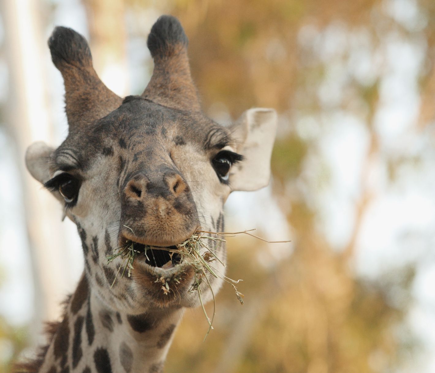 Le zoo de San Diego vous permet de découvrir la faune du continent et de vous émerveiller toute une journée.