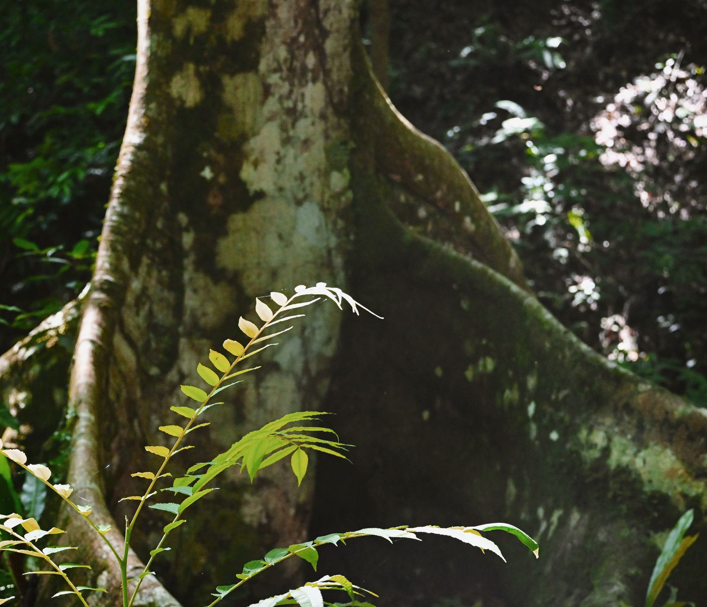 Wandern im Regenwald