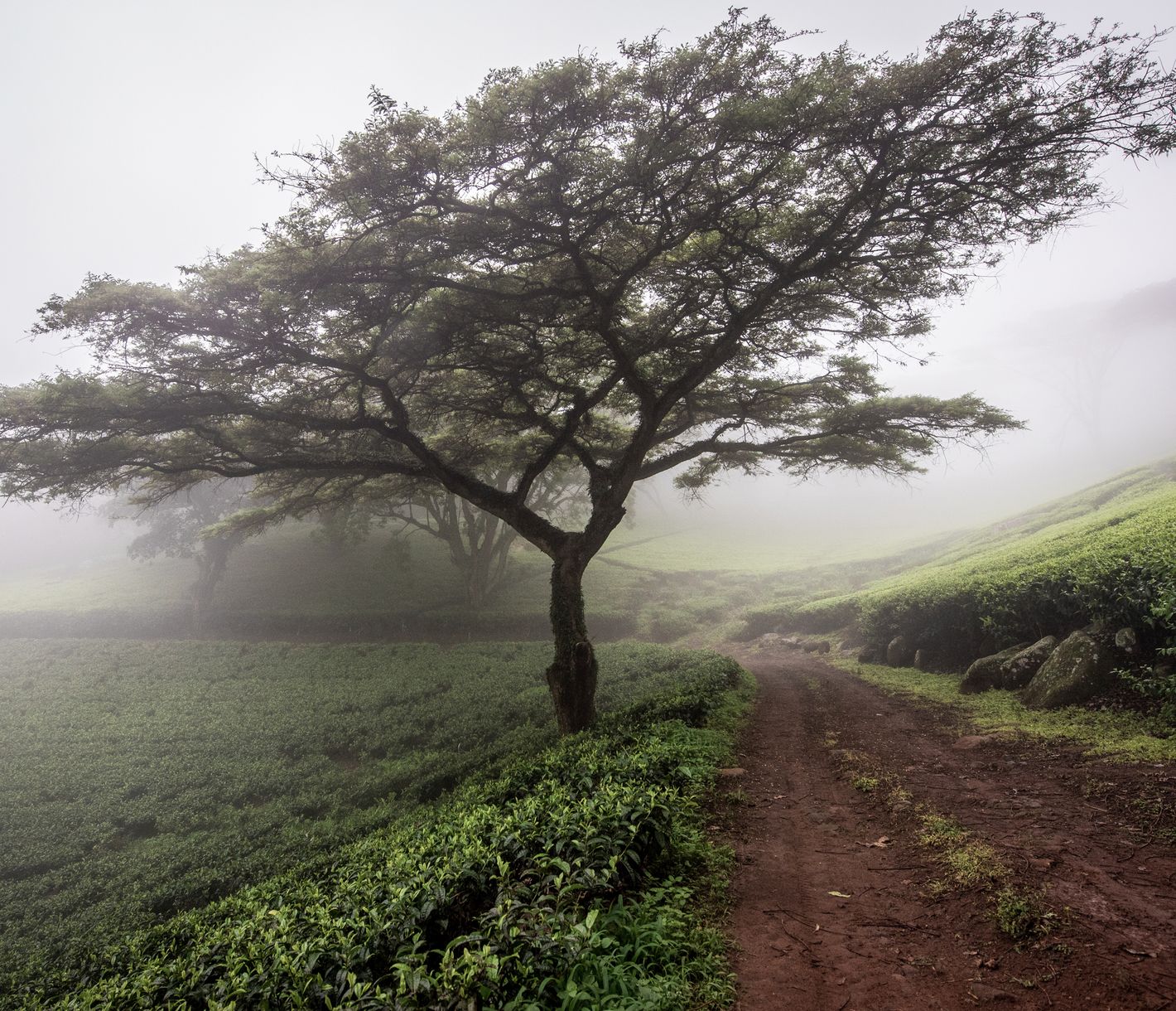 Die Teeplantage bei Satemwa mit Nebel in den Morgenstunden