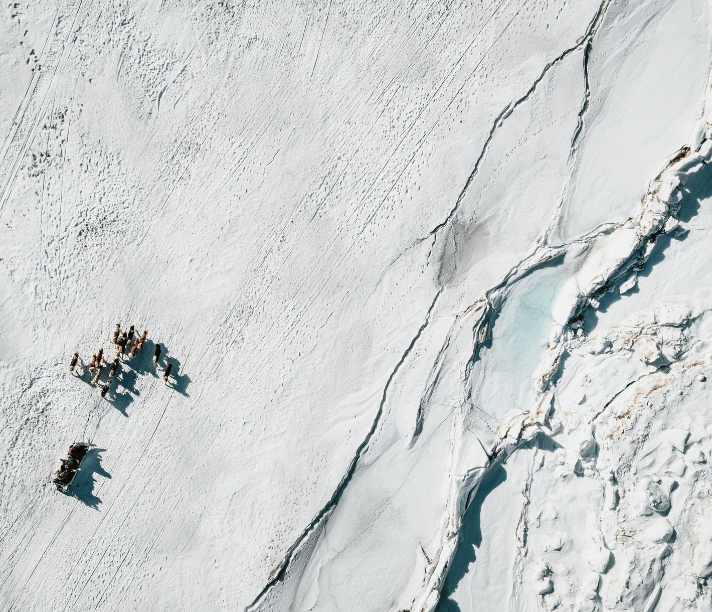 Wie Mensch und Hund zusammenarbeiten