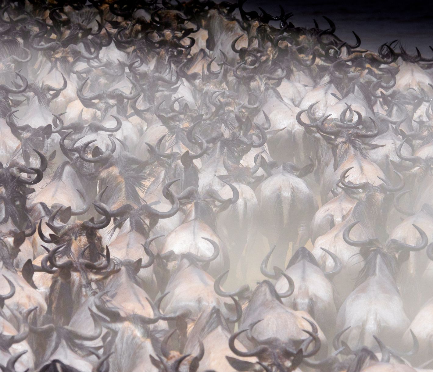 Wehe, wenn sie losgelassen: Eine Gnu-Herde wirbelt Staub auf.