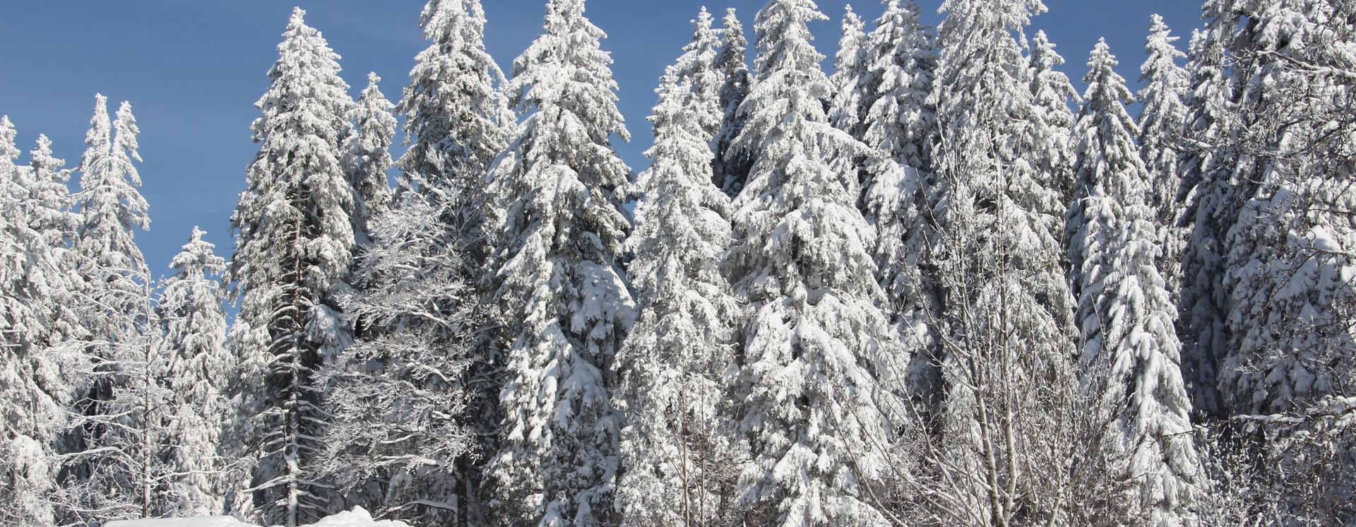 Winter in Höchenschwand
