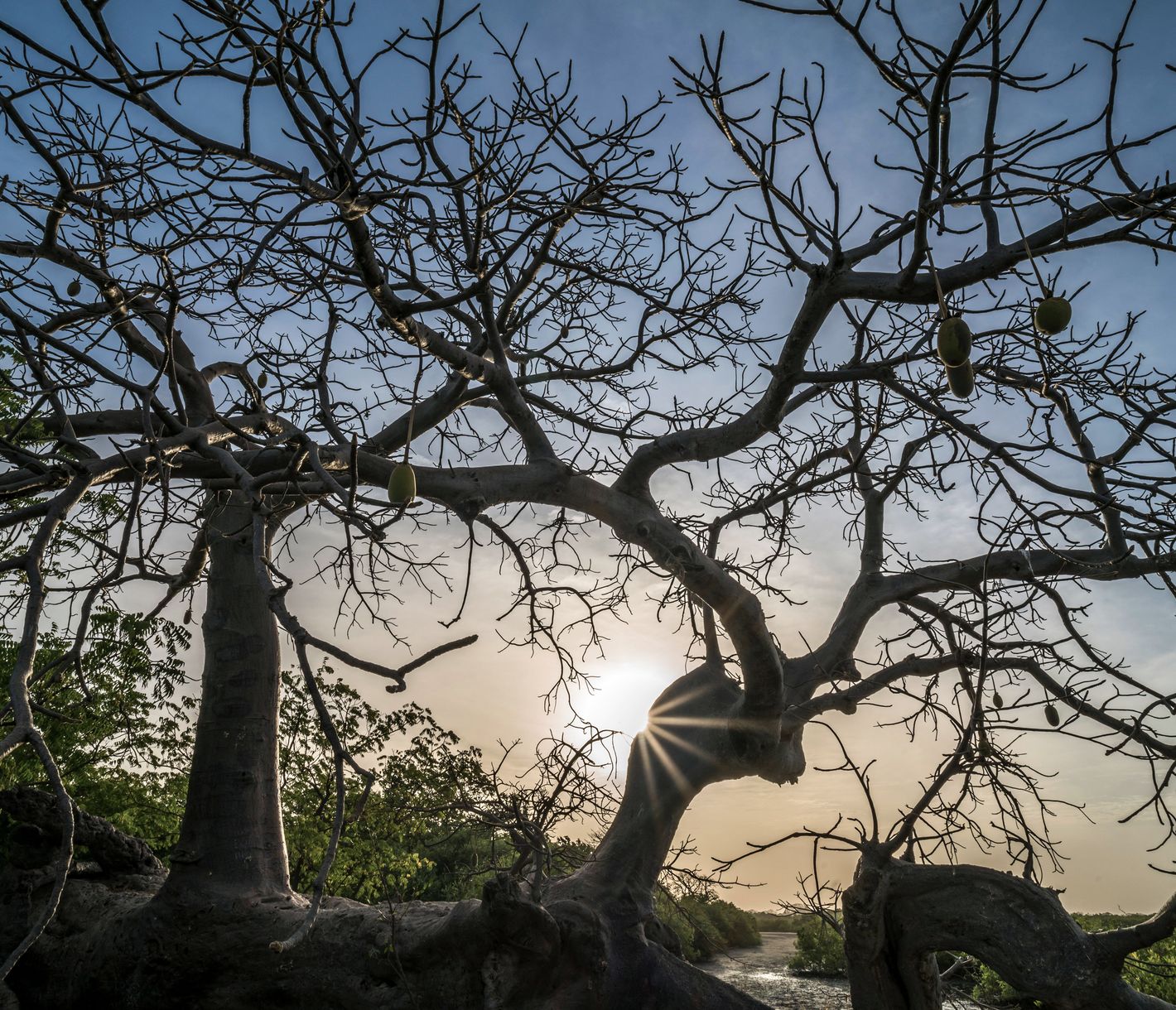 Ein Baobab im Saloum-Delta während des Sonnenaufgangs