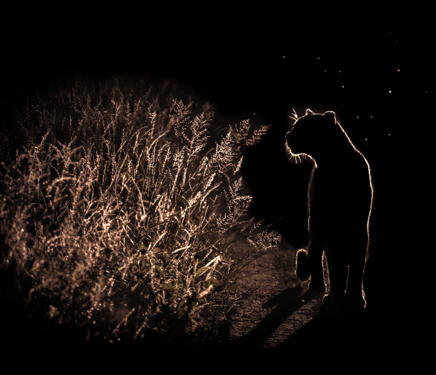 Nachtpirschfahrten bieten die Möglichkeit, nachtaktive Tiere zu sichten.