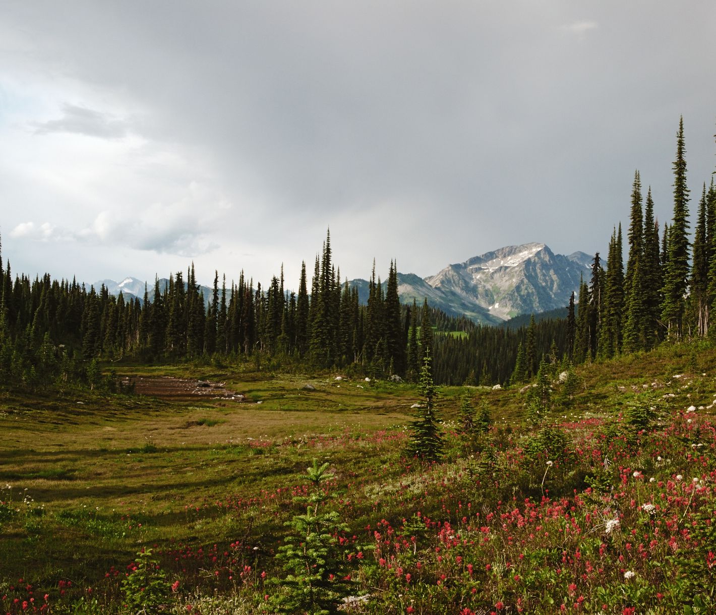 Blütenpracht in zahlreichen Farben