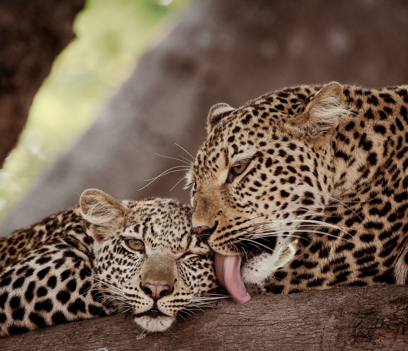 Zärtliche Zweisamkeit zwischen einer Leopardenmutter und ihrem Jungtier