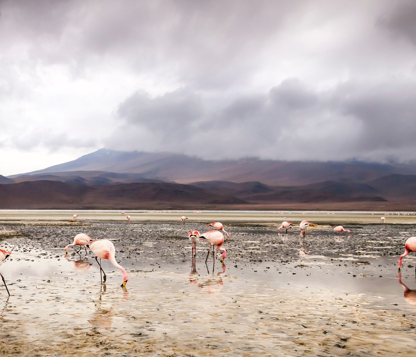 Einer rosafarbener als der andere