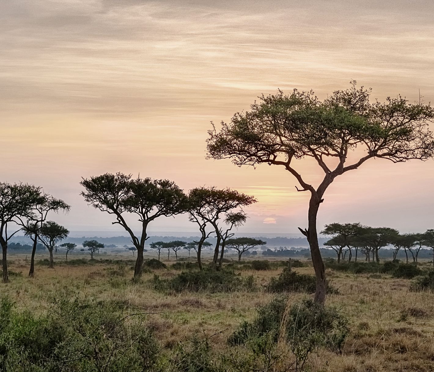 Sonnenaufgang über der Ebene der Masai Mara