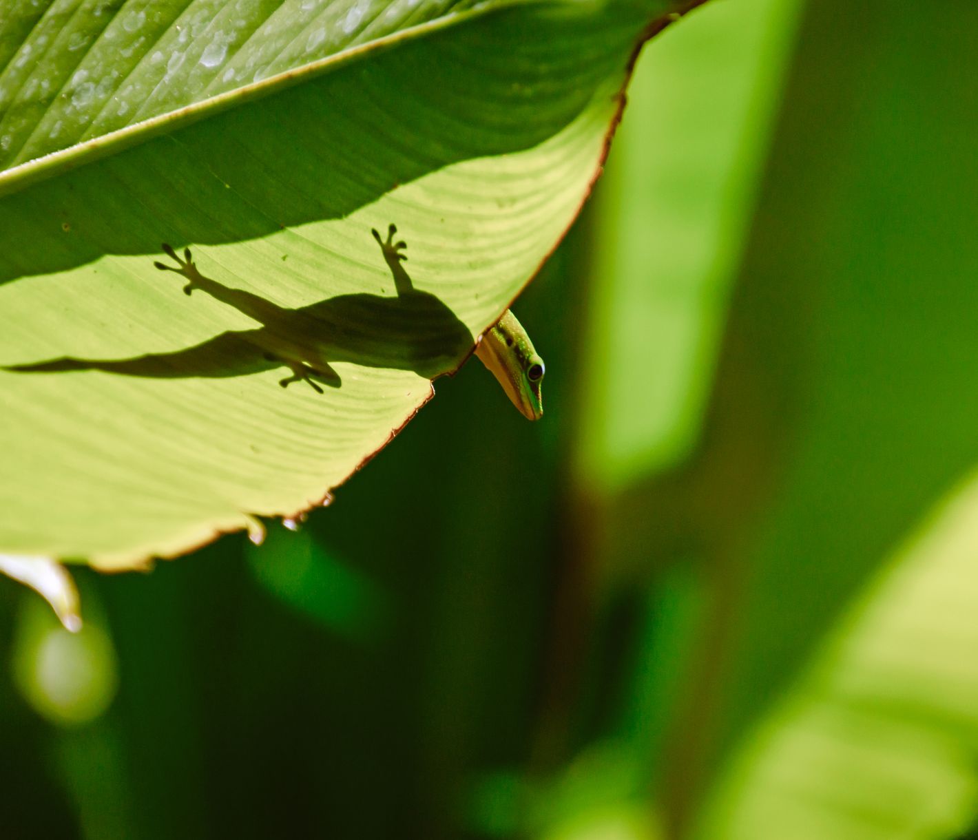 Grüner Gecko auf einem Blatt.