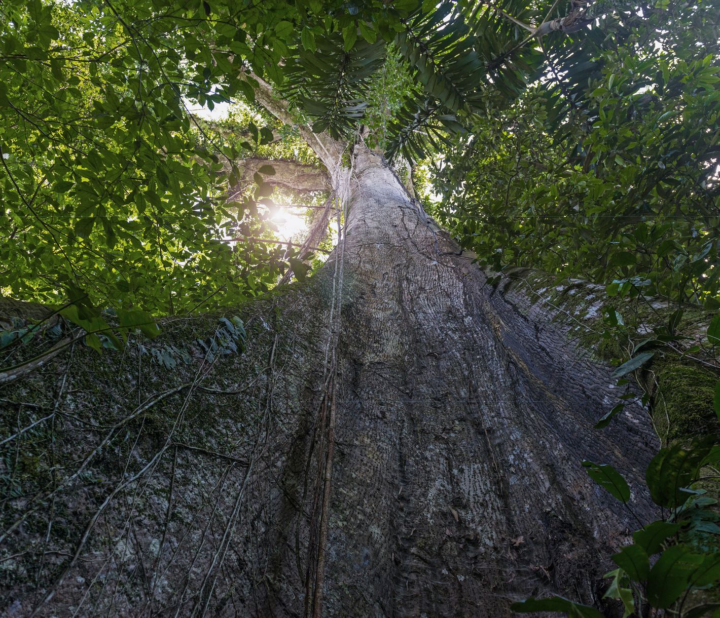 Inmitten des Regenwalds