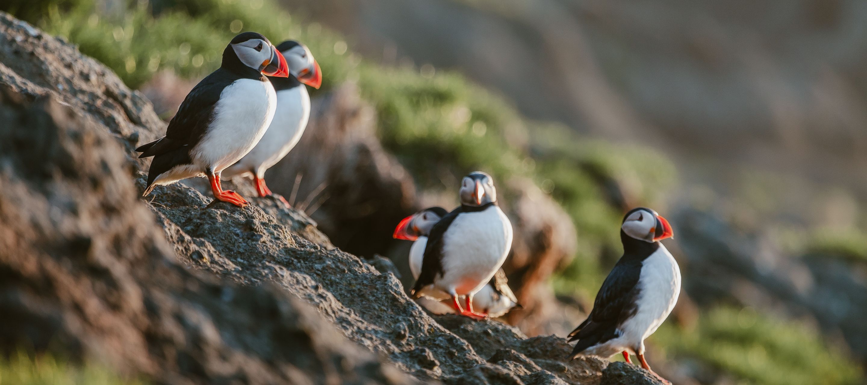 Les macareux, oiseaux stars des Iles Féroé
