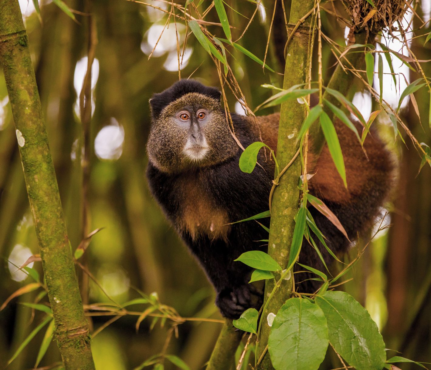 Goldmeerkatzen im Volcanoes-Nationalpark, Ruanda