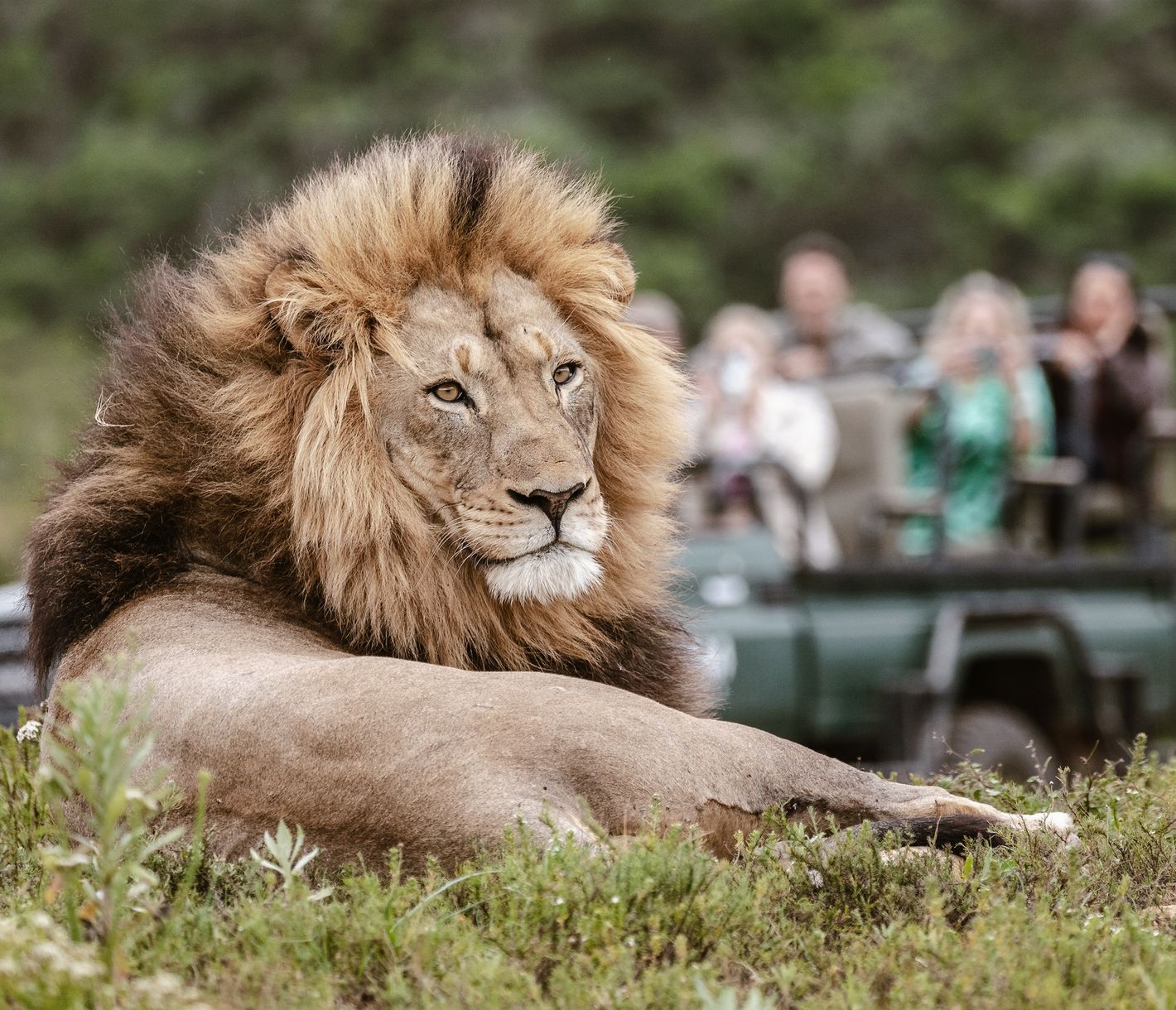 Auf Pirschfahrt im Kariega Game Reserve