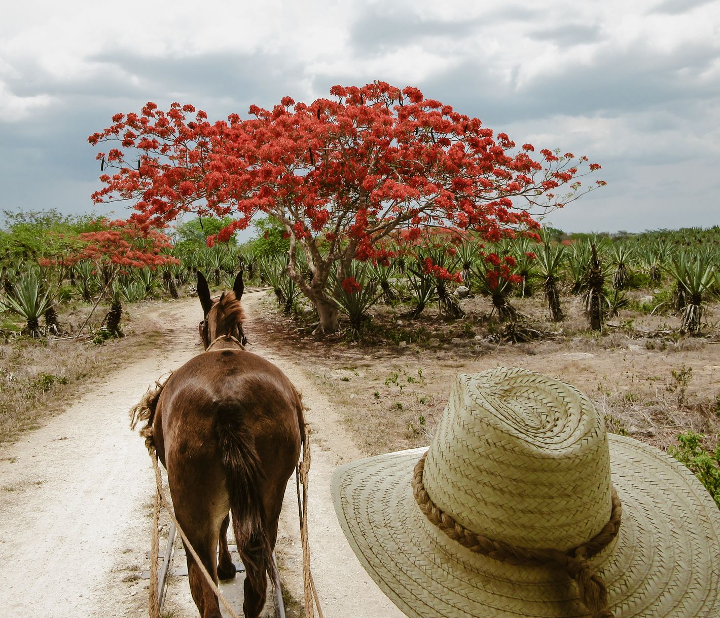 Auf der Hacienda Sotuta de Peón