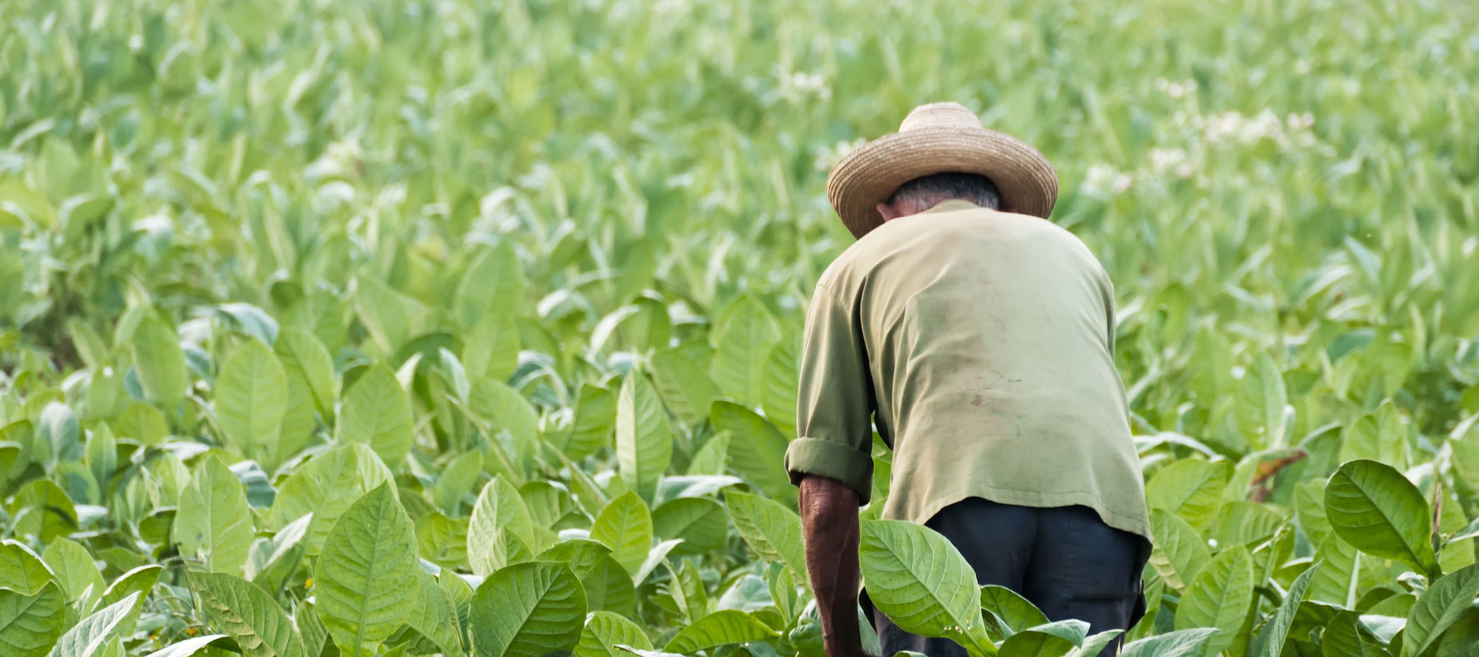 Der «beste Tabak der Welt»