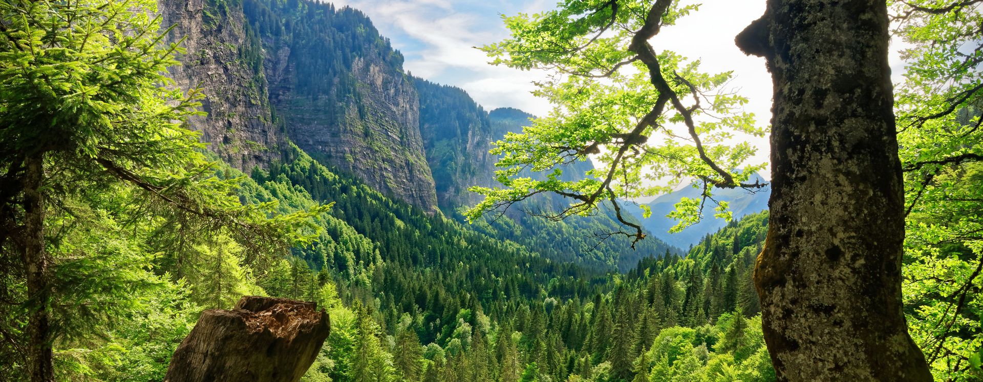 Grüner Wald in Avoriaz