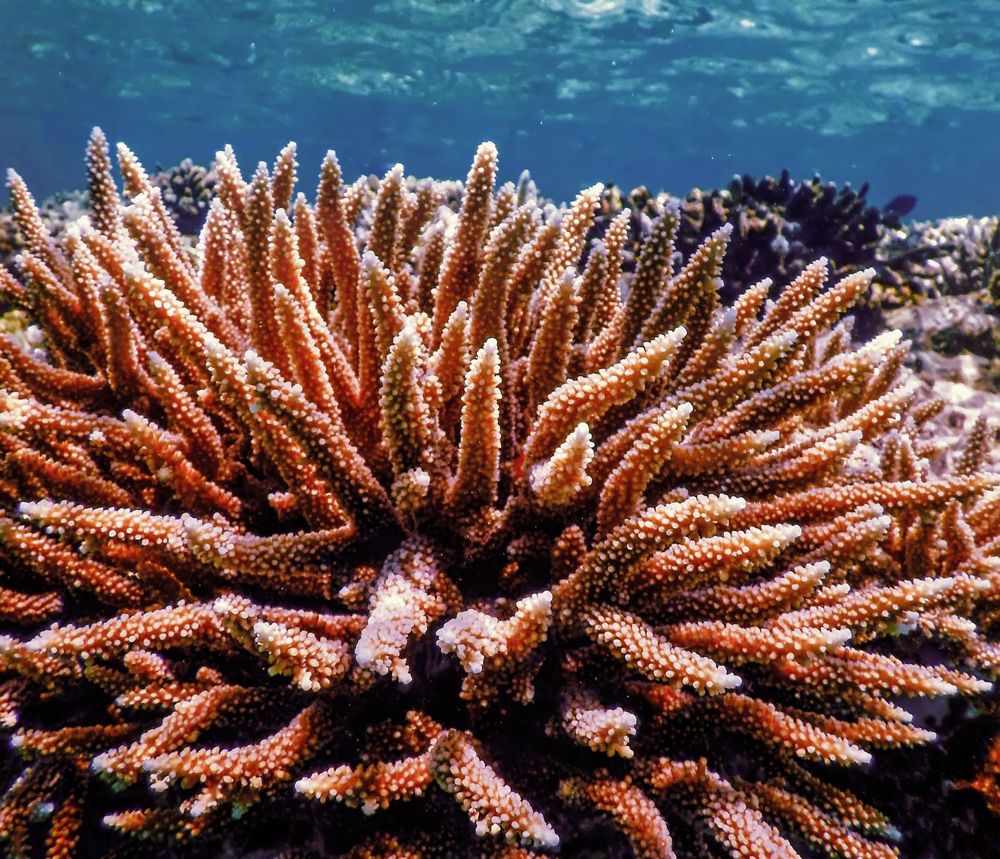 Korallen: die Regenwälder der Meere
