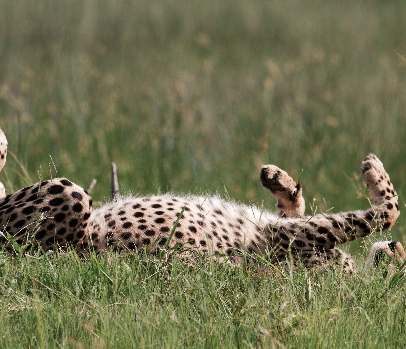 Ein auf dem Rücken liegender Leopard, der sich sichtlich wohl fühlt