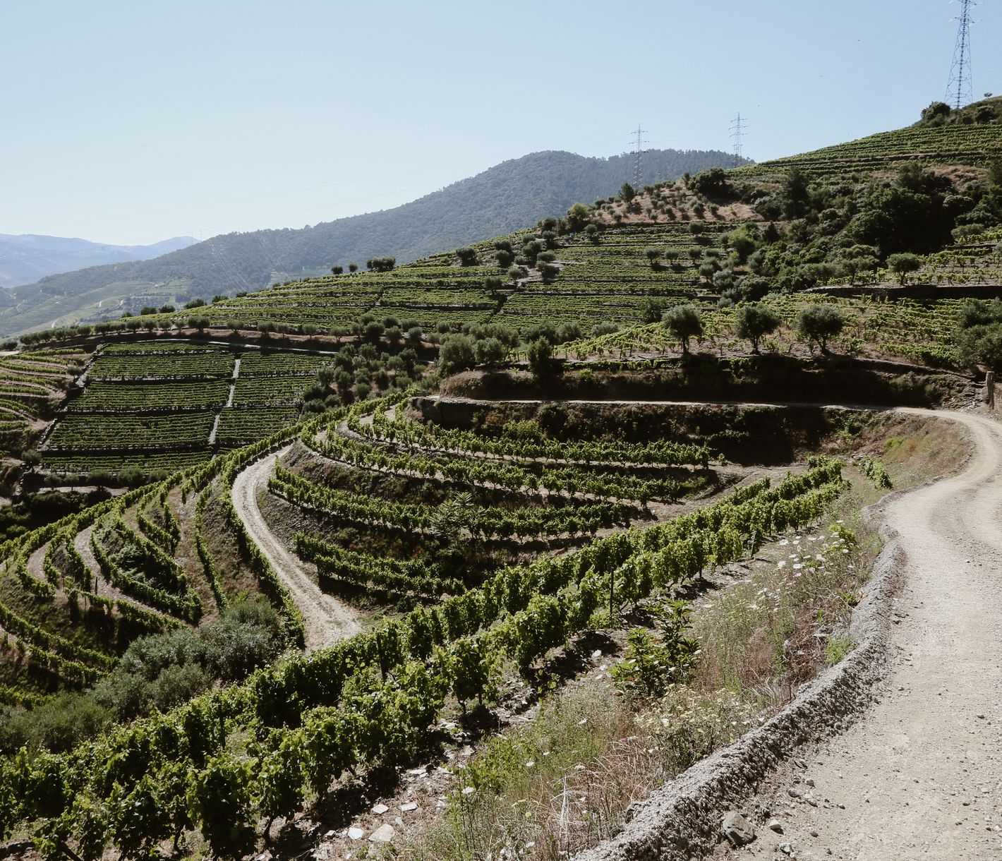 Pfad durch die Weinterrassen des Douro-Tals
