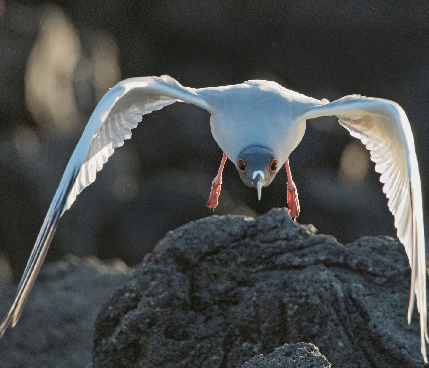 Gabelschwanzmöwe auf den Galapagos-Inseln