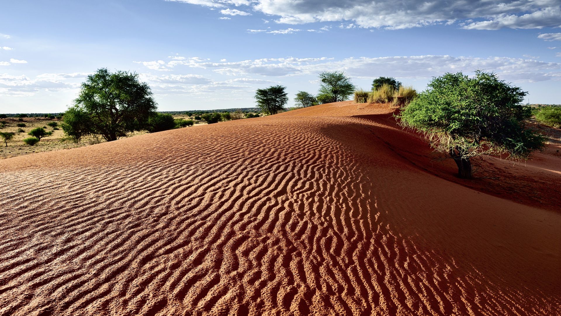 Die roten Dünen der Kalahari von lichter Vegetation durchzogen