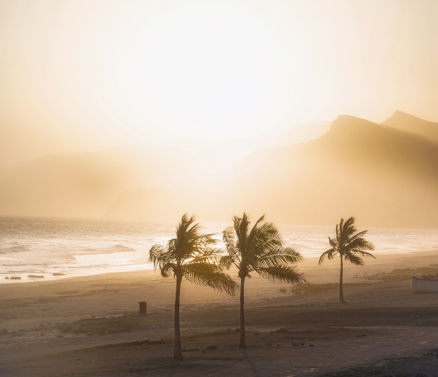 Palmen im Wind an der Küste von Salalah