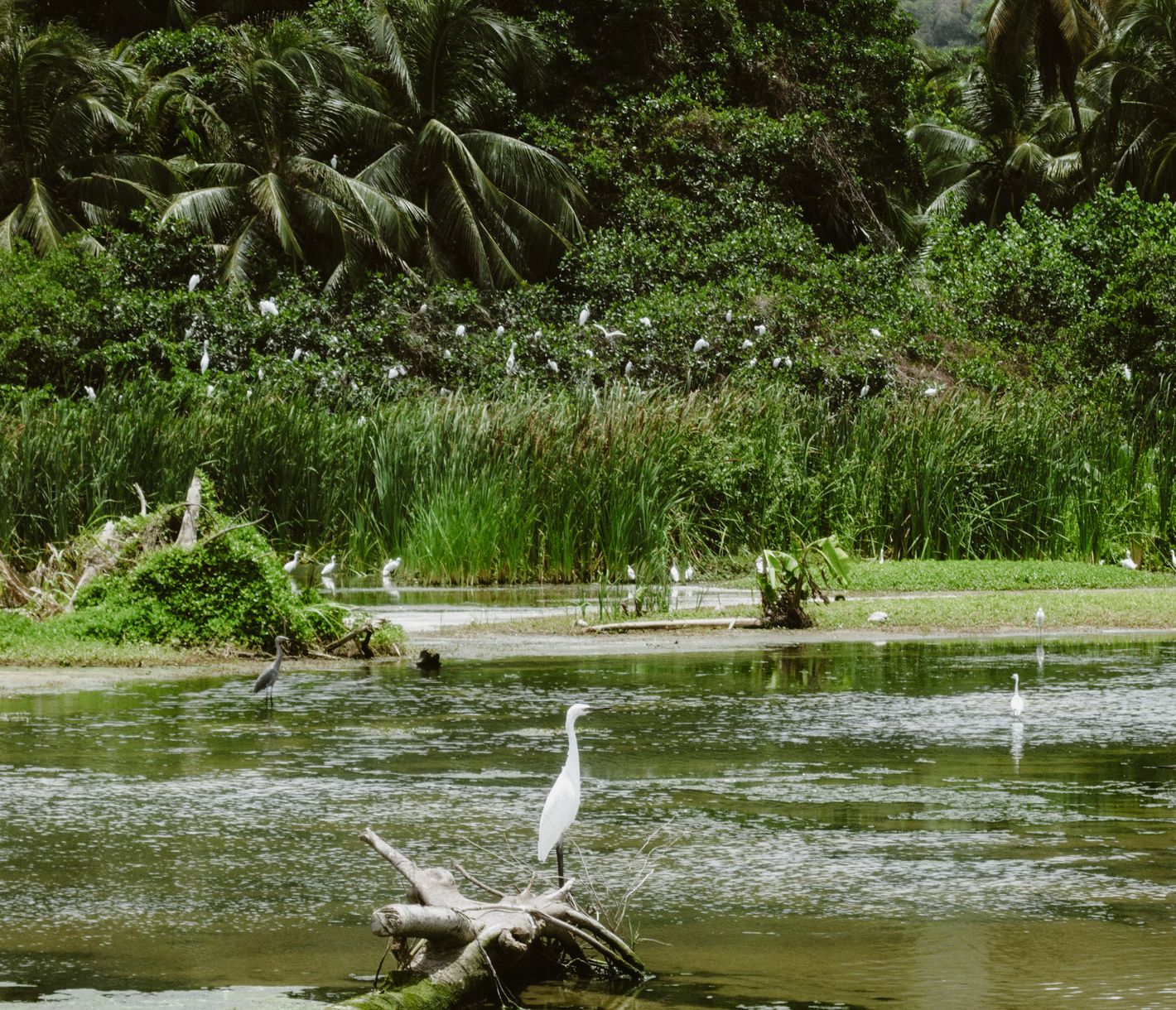 Tropische Natur in der Region Tayrona