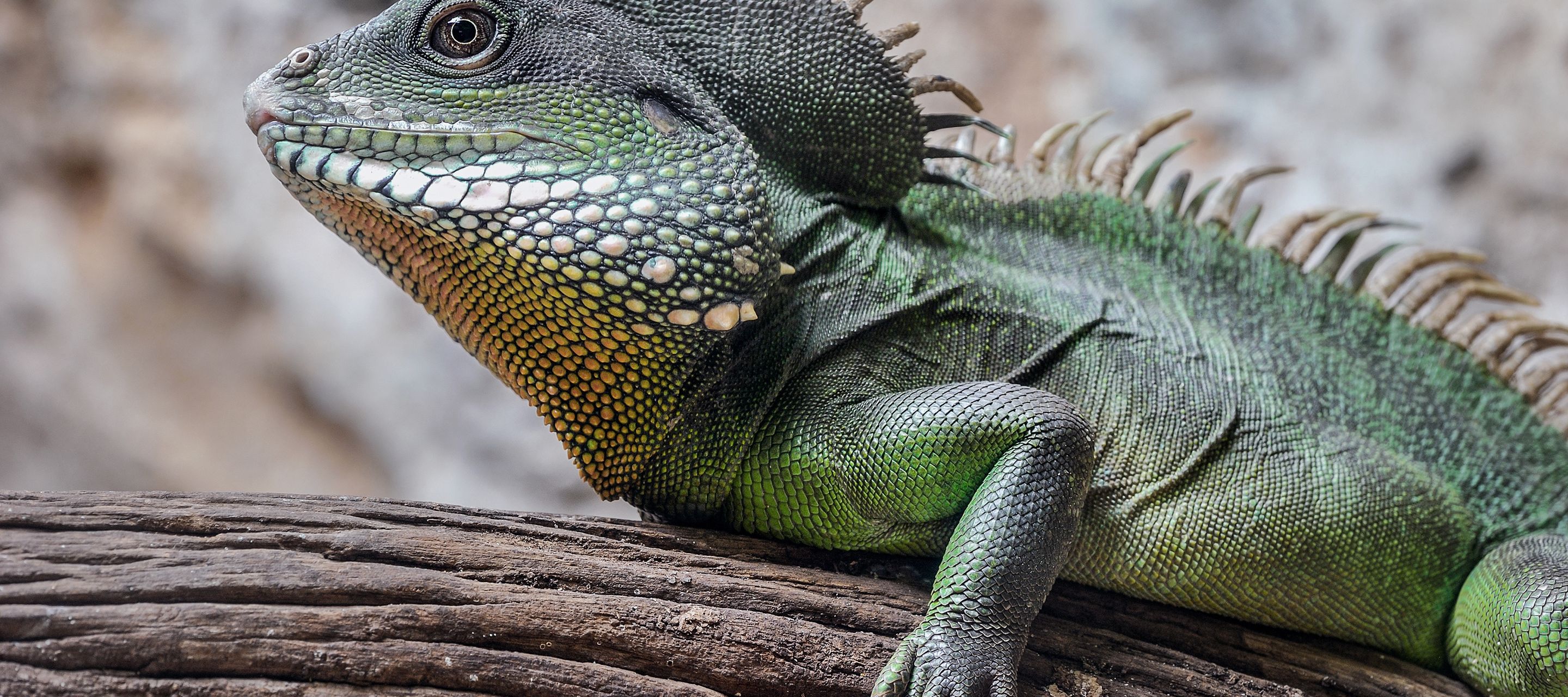 Der Chinesische Wasserdrache ist entgegen seinem Namen eine scheue Kreatur.