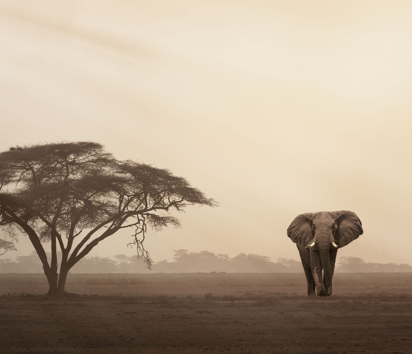 Ein Elefant durchstreift die Savanne bei staubiger Morgenstimmung.