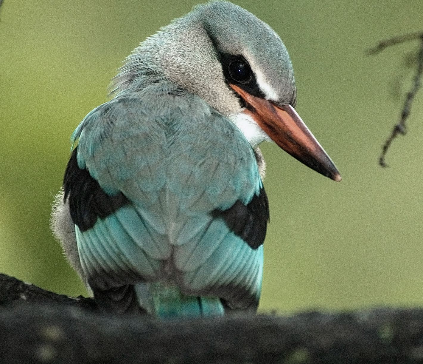 Ein Eisvogel im Ruaha-Nationalpark, bekannt für die grosse Vogelvielfalt