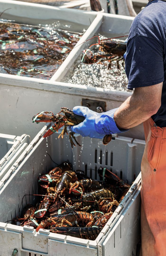Hummerfang in Bar Harbor