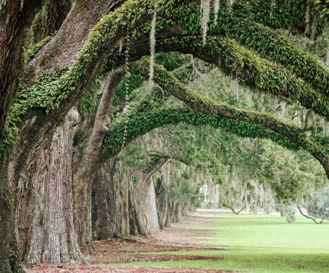 Des chênes ancestraux sur la plantation de Boone Hall en Caroline du Sud.