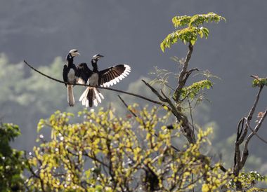 Heimat der Nashornvögel