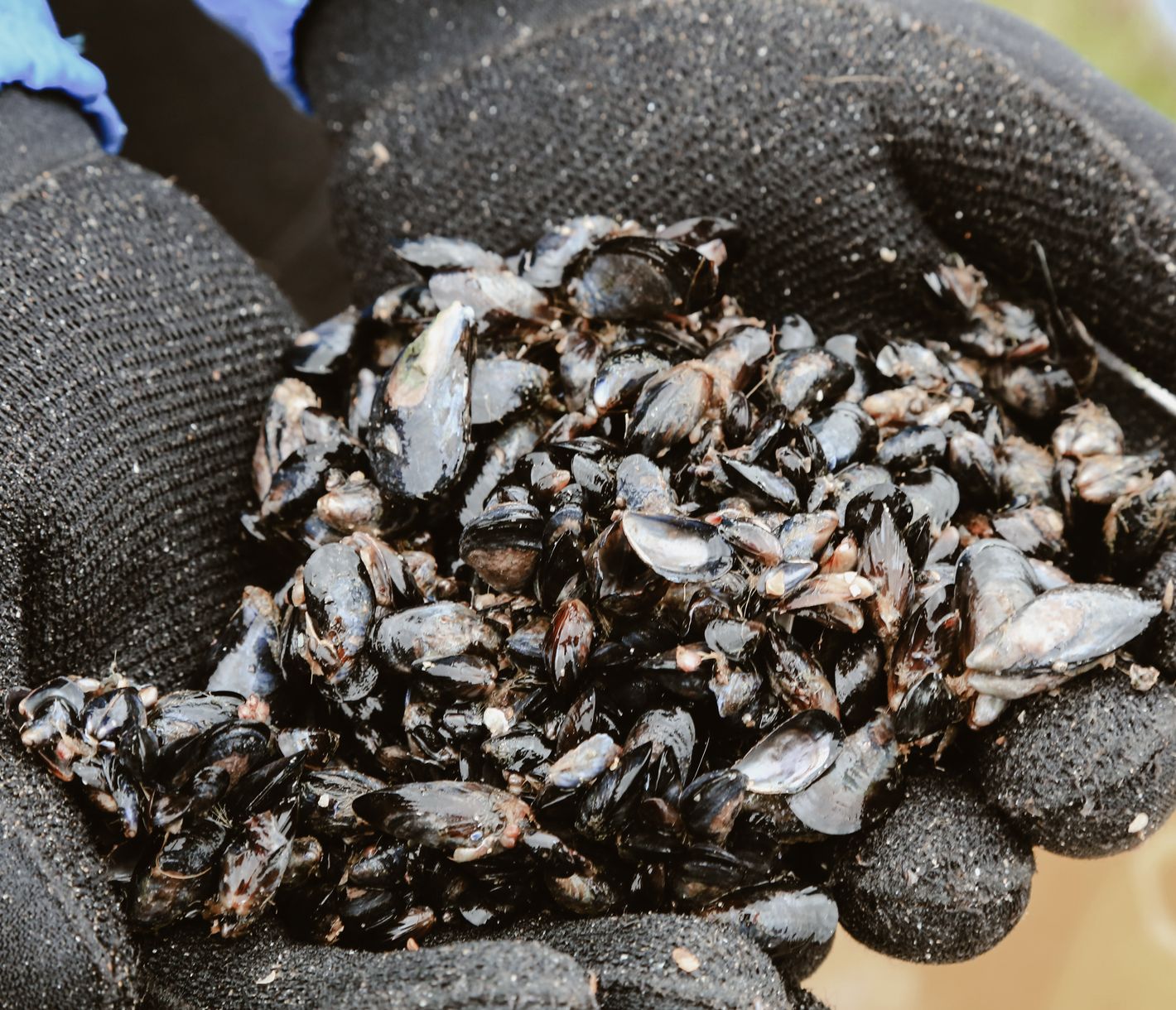 Frischer Muschelfang – direkt aus dem Meer