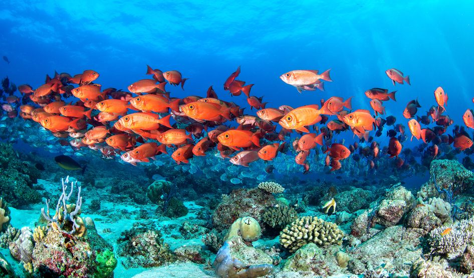 Korallenriffe von Angafaru im Baa Atoll bieten eine vielfältige Unterwasserwelt mit bunten Fischen und lebhaften Korallen. Ein Paradies zum Schnorcheln.