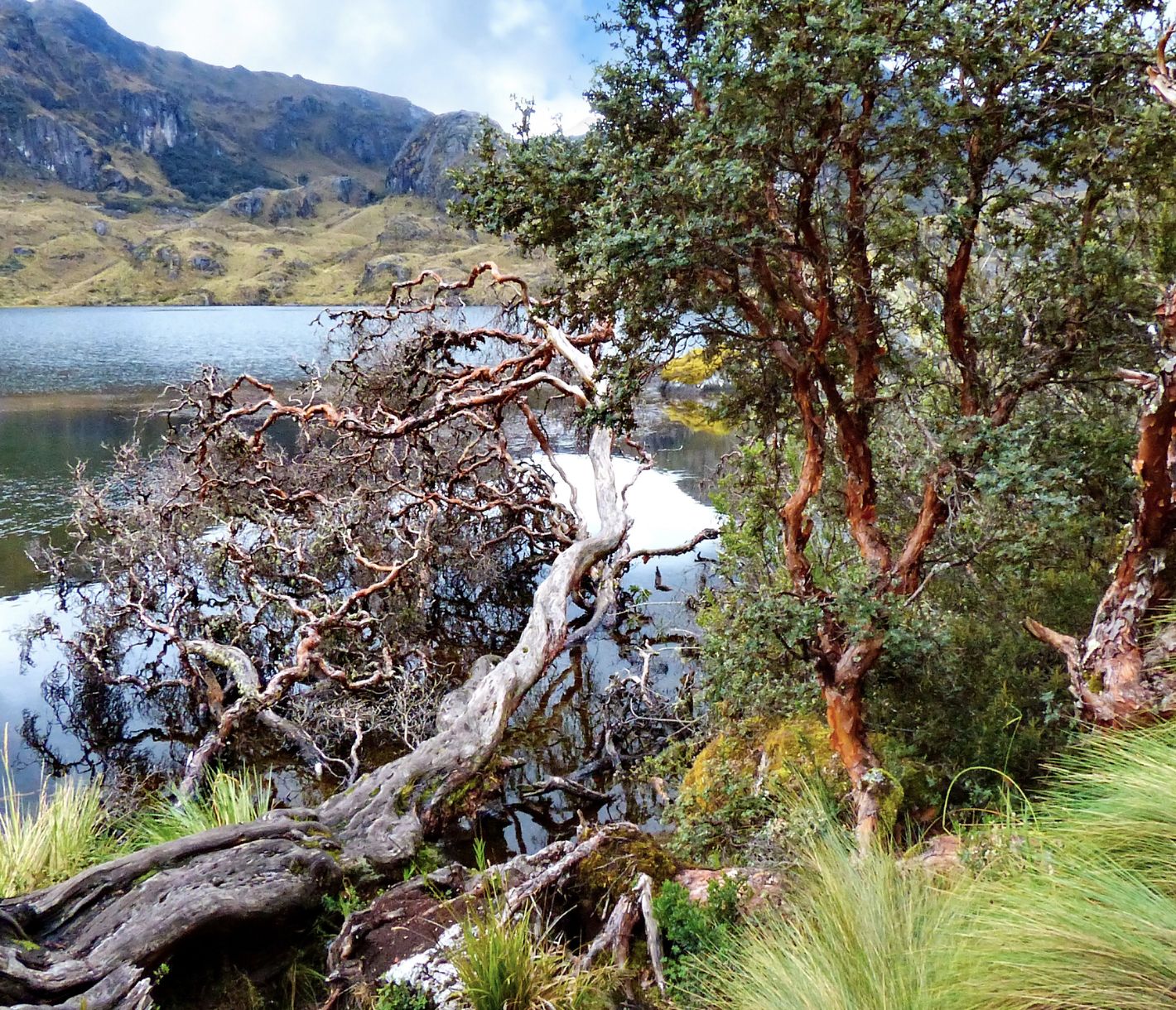 Unterwegs im Cajas-Nationalpark
