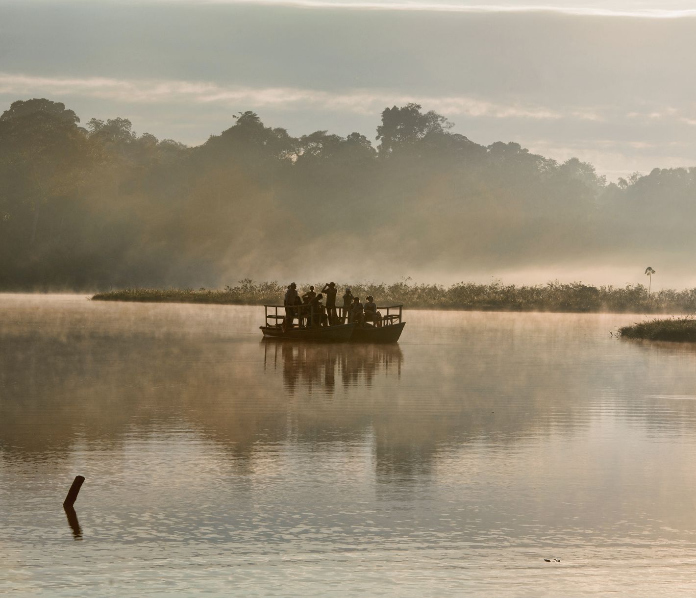 Wenn der Dschungel erwacht.