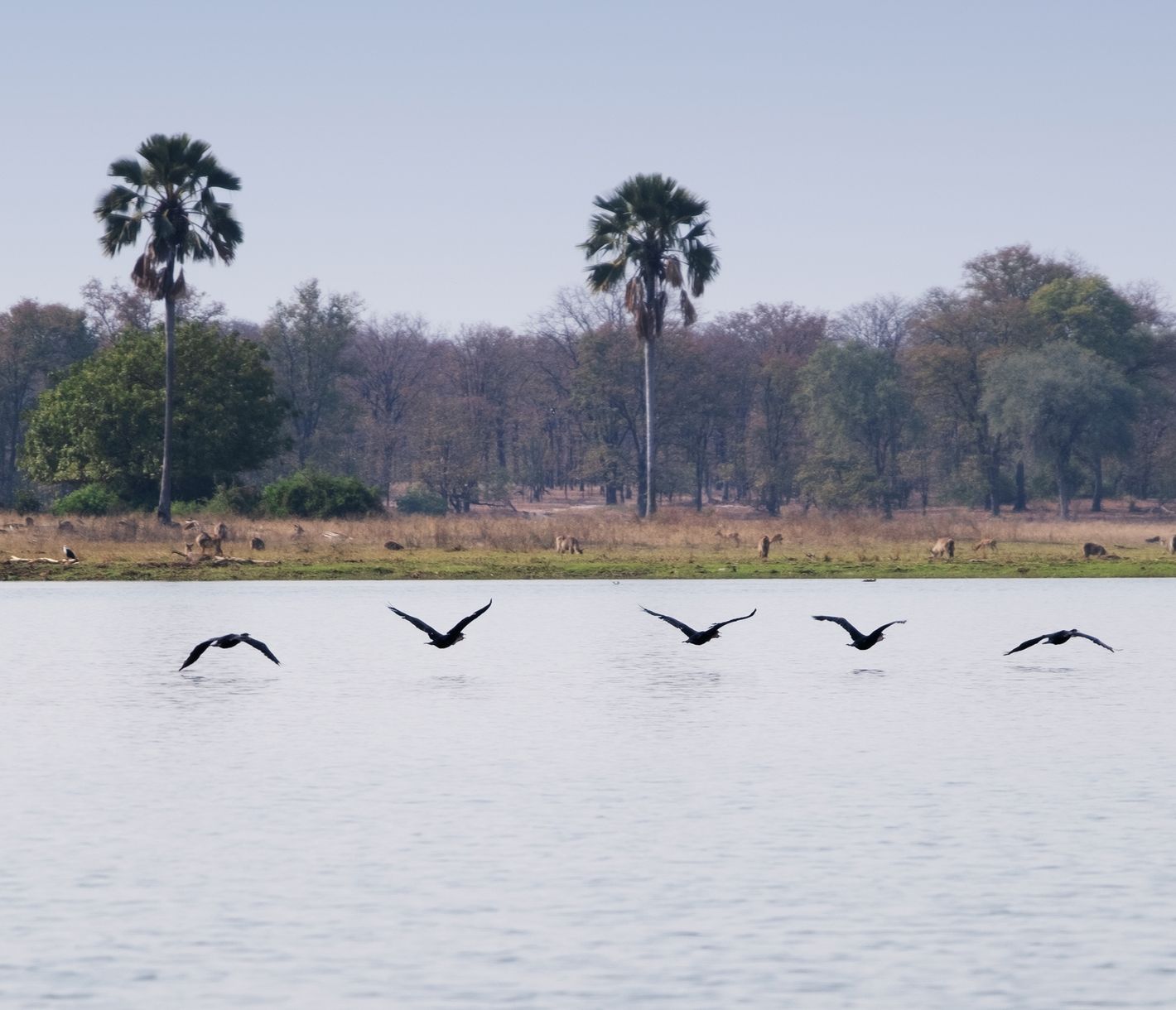 Ein Kormoranen-Schwarm fliegt über den Shire-Fluss im Liwonde-Nationalpark.