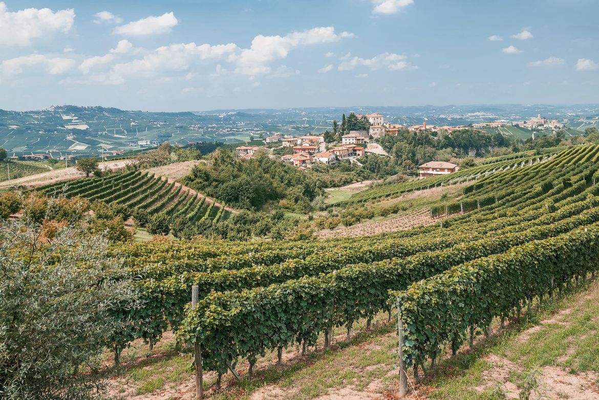 Weinberge bei Asti