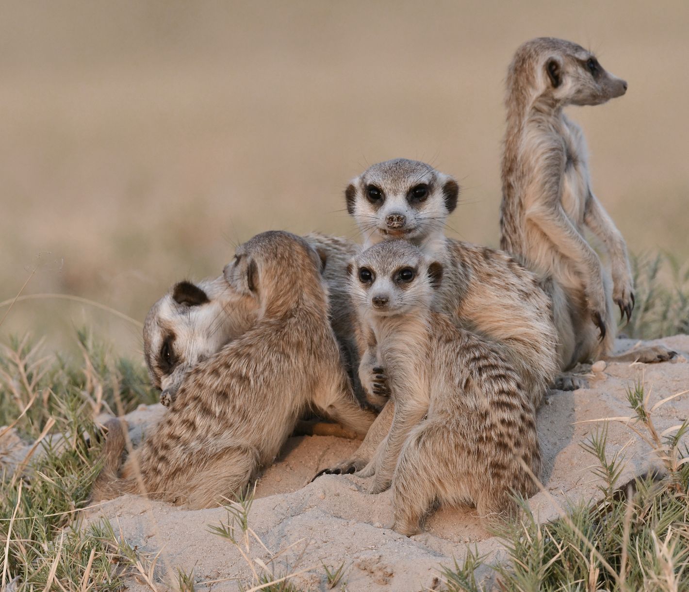 Die Makgadikgadi-Salzpfannen sind das Zuhause der Erdmännchen