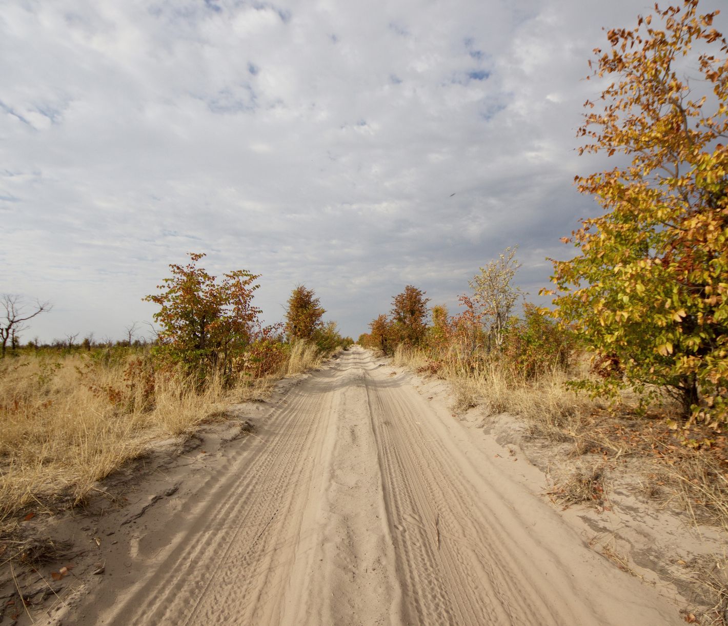 Sandige Piste im Moremi Game Reserve