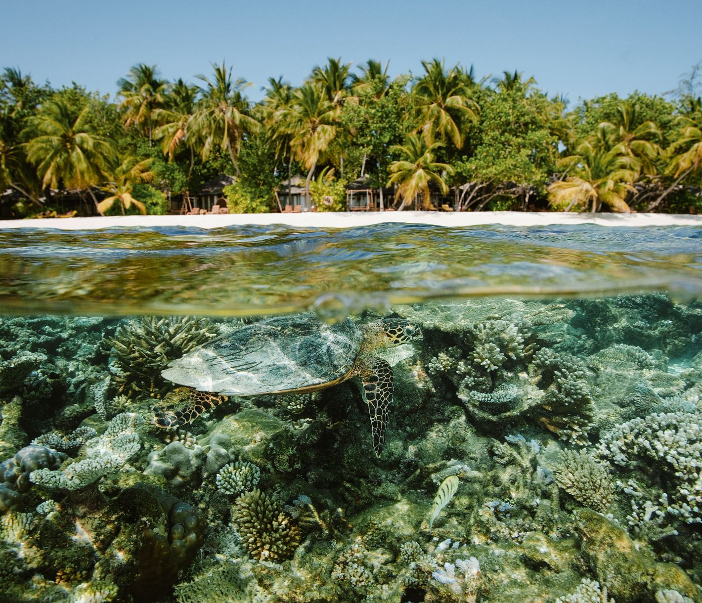 Grüne Meeresschildkröte – Einblick in zwei Welten