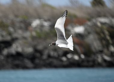 Die Gabelschwanzmöwe im Flug beobachten.